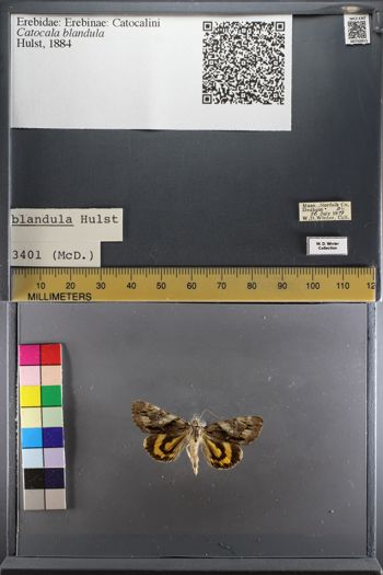 Media type: image;   Entomology 750915